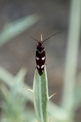 Scythris scopolella