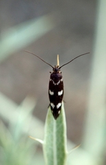 Scythris scopolella