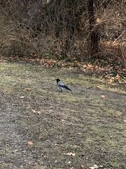 Corvus cornix