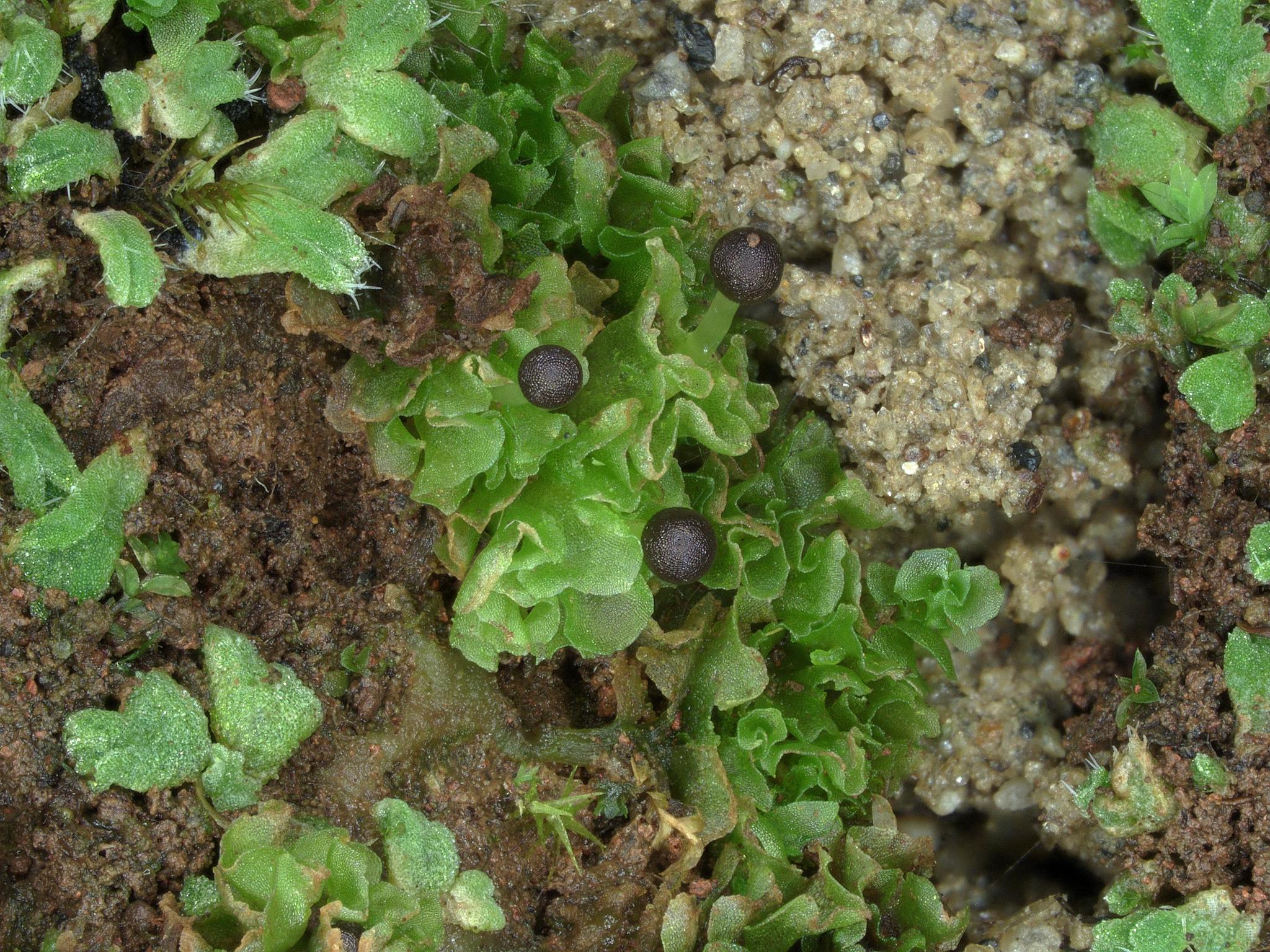 Fossombronia caespitiformis