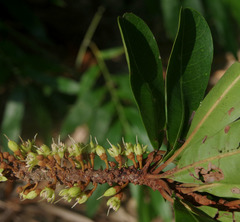 Planchonella pohlmaniana