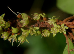 Planchonella pohlmaniana