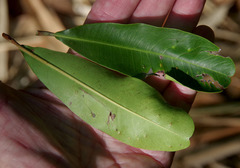 Planchonella pohlmaniana