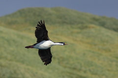 Leucocarbo georgianus