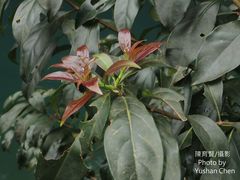 Ehretia longiflora