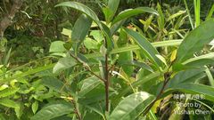 Ehretia longiflora