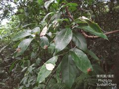 Ehretia longiflora
