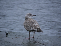 Larus argentatus