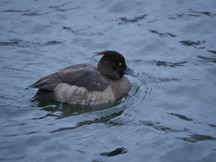 Aythya fuligula