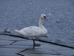 Cygnus olor