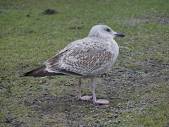 Larus argentatus
