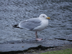 Larus argentatus