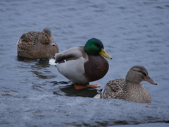 Anas platyrhynchos