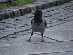 Corvus cornix
