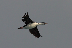 Leucocarbo georgianus