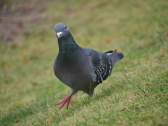 Columba livia domestica
