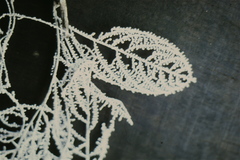 Brunneocorticium corynecarpon