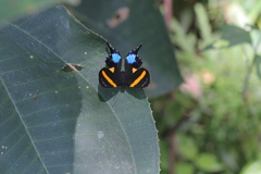 Ancyluris inca