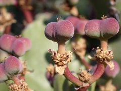 Euphorbia antiquorum