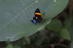 Ancyluris inca