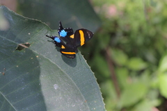 Ancyluris inca