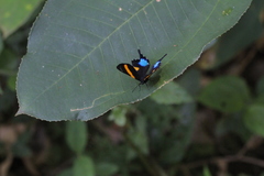 Ancyluris inca