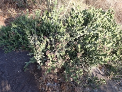 Euphorbia antiquorum