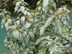 Ehretia longiflora