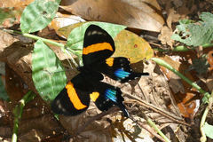 Ancyluris inca