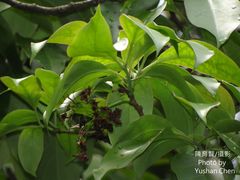 Ehretia longiflora