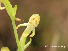 Platanthera minor