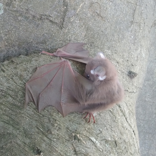 Wahlberg's Epauletted Fruit Bat