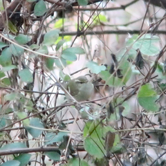 Phylloscopus inornatus