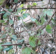 Phylloscopus inornatus