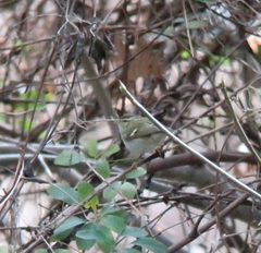 Phylloscopus inornatus