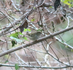 Phylloscopus inornatus