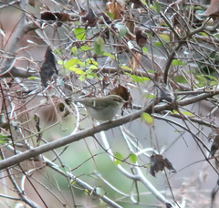 Phylloscopus inornatus