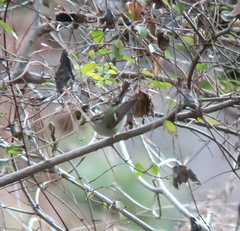 Phylloscopus inornatus