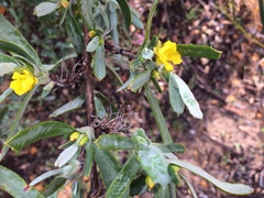 Hibbertia subvaginata