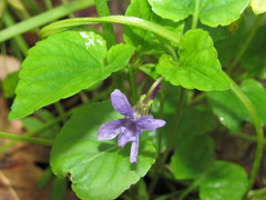 Viola tanaitica
