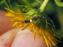 Nysius graminicola