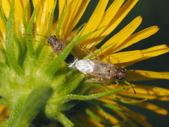 Nysius graminicola