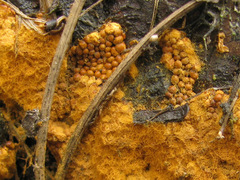 Oligonema persimile