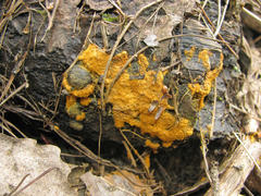 Oligonema persimile