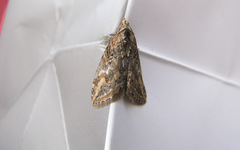 Chesias isabella