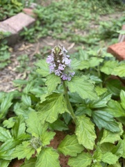 Ajuga nipponensis