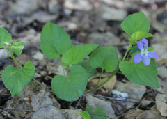 Viola sieheana