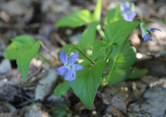 Viola sieheana
