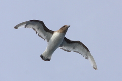 Thalassoica antarctica