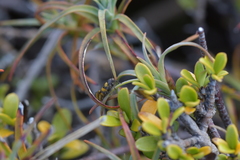 Tingena compsogramma
